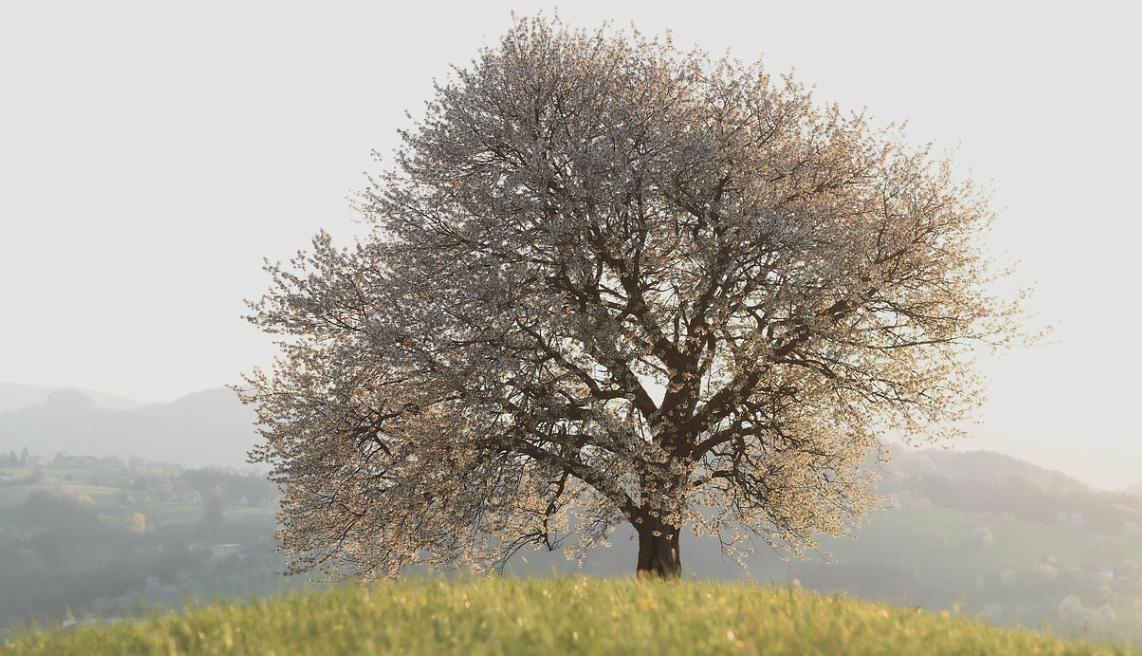 Nurture Your Roots: Setting Healthy Boundaries